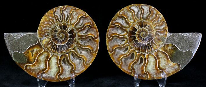 Polished Ammonite Pair - Million Years #21145